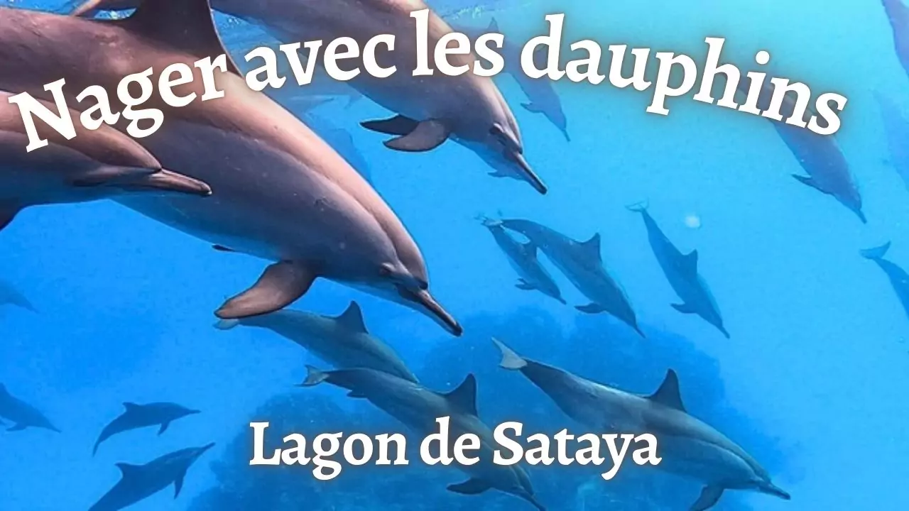 Dauphins du lagon de Sataya